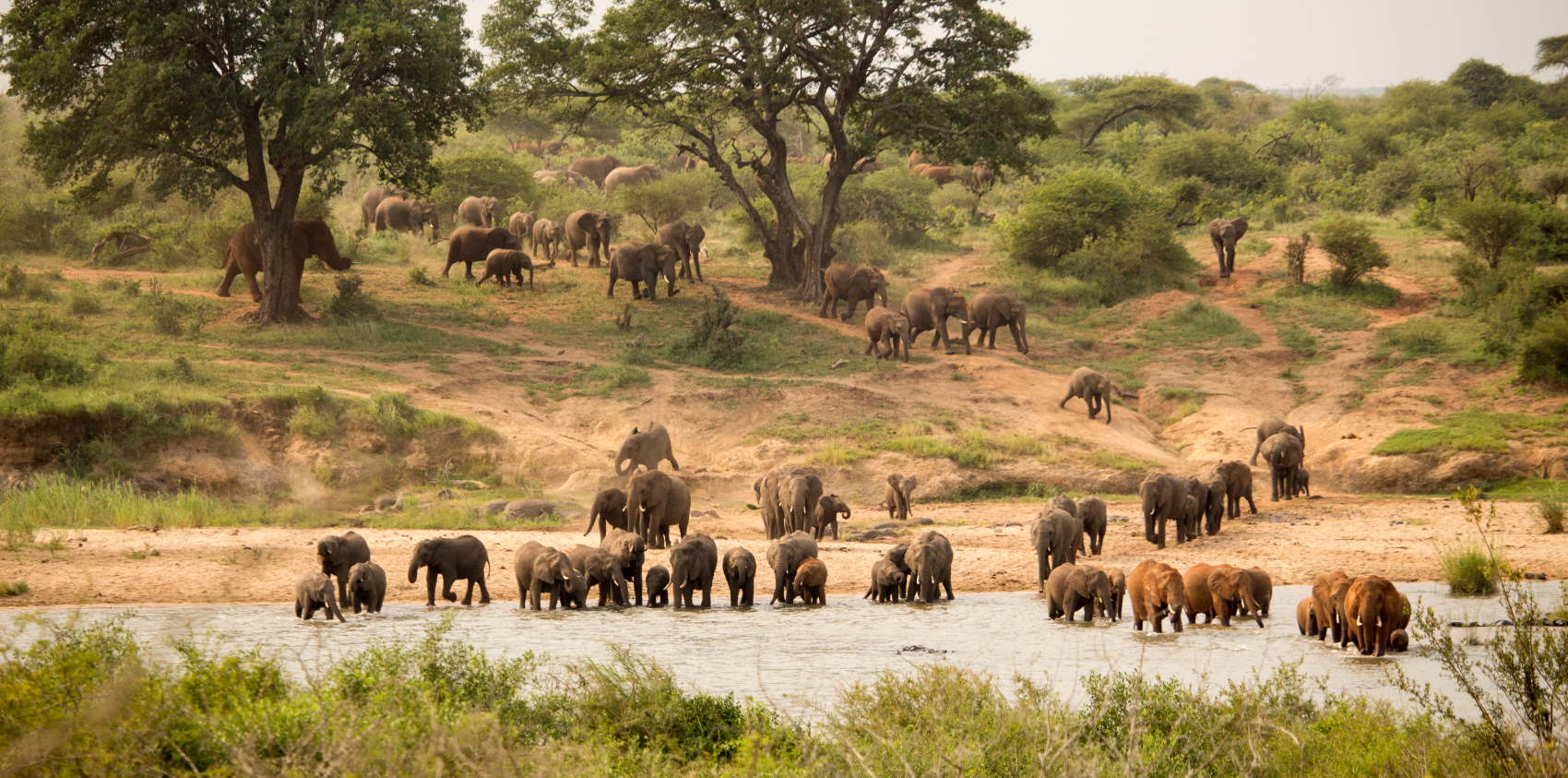 Zuid-Afrika Kruger Park Olifanten