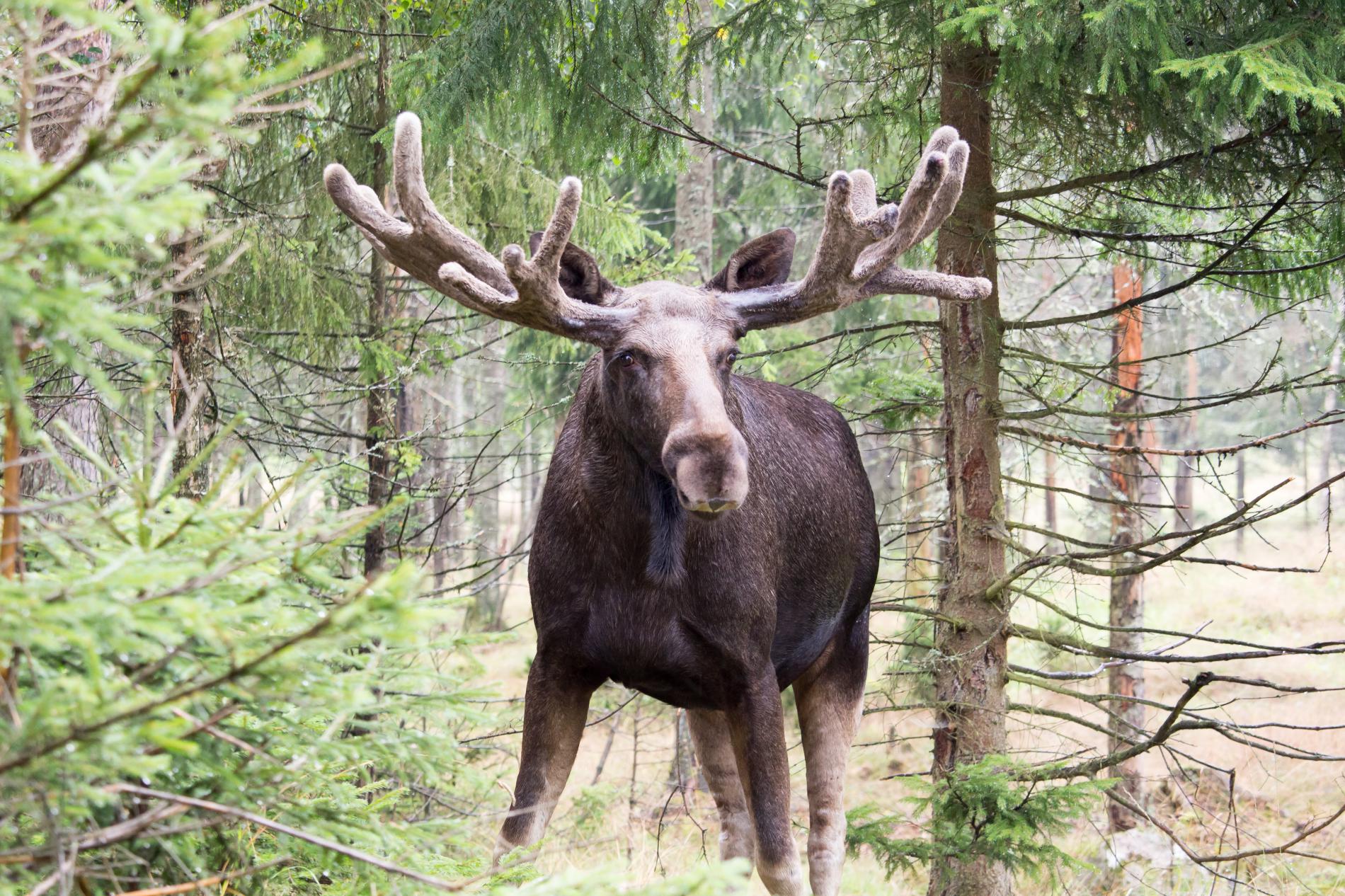 Eland-Zweden